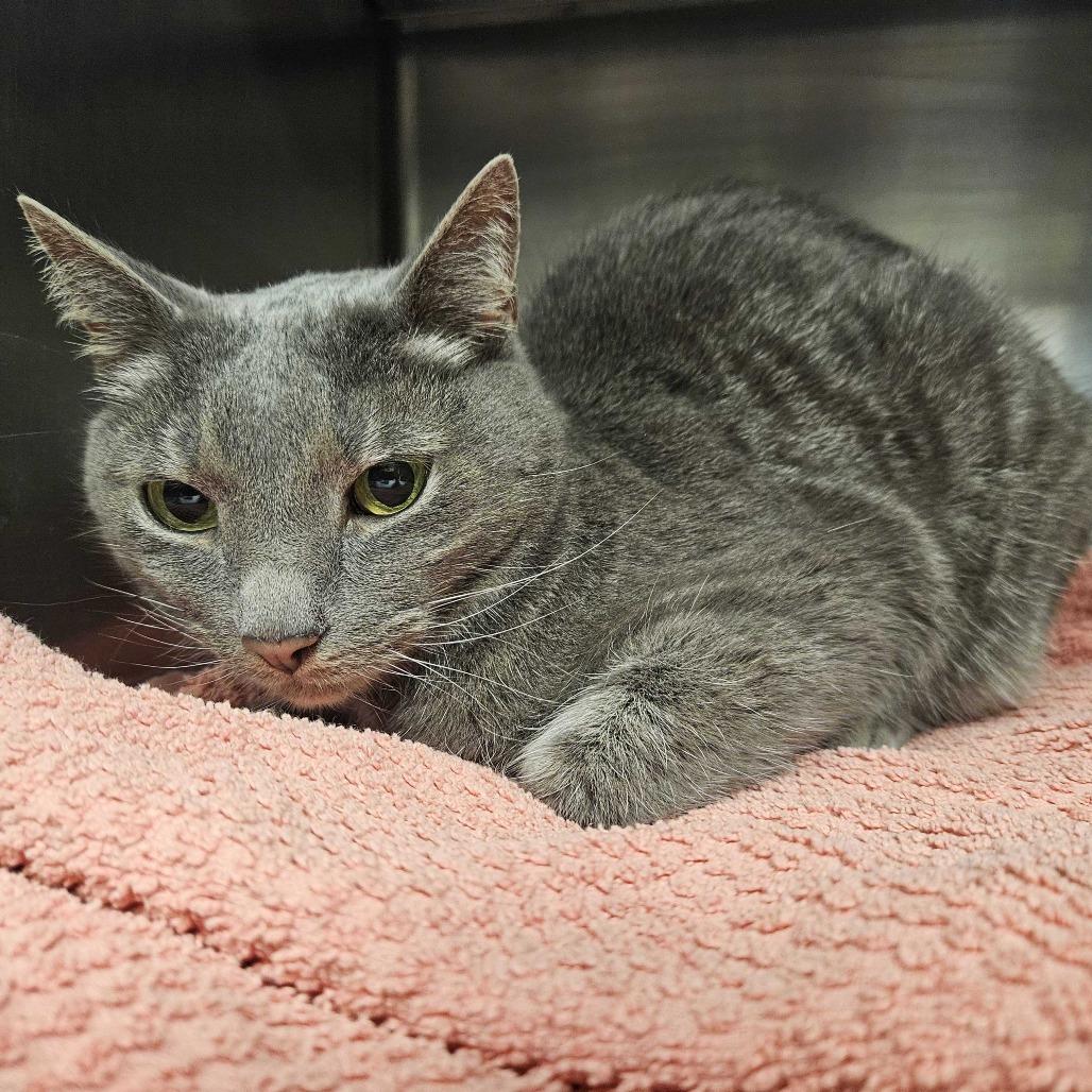 Enlarge Strawberry Frog, an adopted Domestic Short Hair in Manchester, NH image 1/1