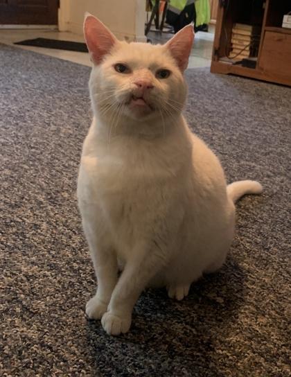 Avark - Available in Foster, Adoptable, Senior Male Domestic Short Hair & Domestic Short Hair.