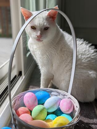 Enlarge Avark - Available in Foster, a Adoptable Domestic Short Hair in Madison, NJ image 1/3