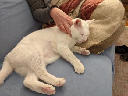 Enlarge Avark - Available in Foster, a Adoptable Domestic Short Hair in Madison, NJ image 2/3