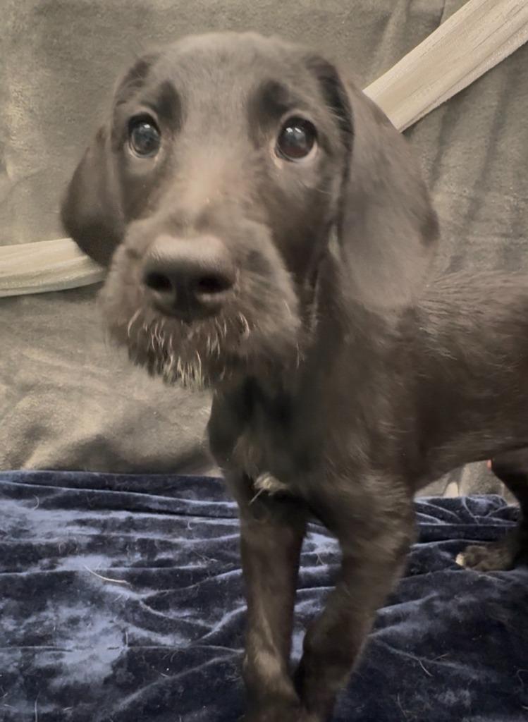 Ginza, Adoptable, Puppy Female Great Dane & Poodle.