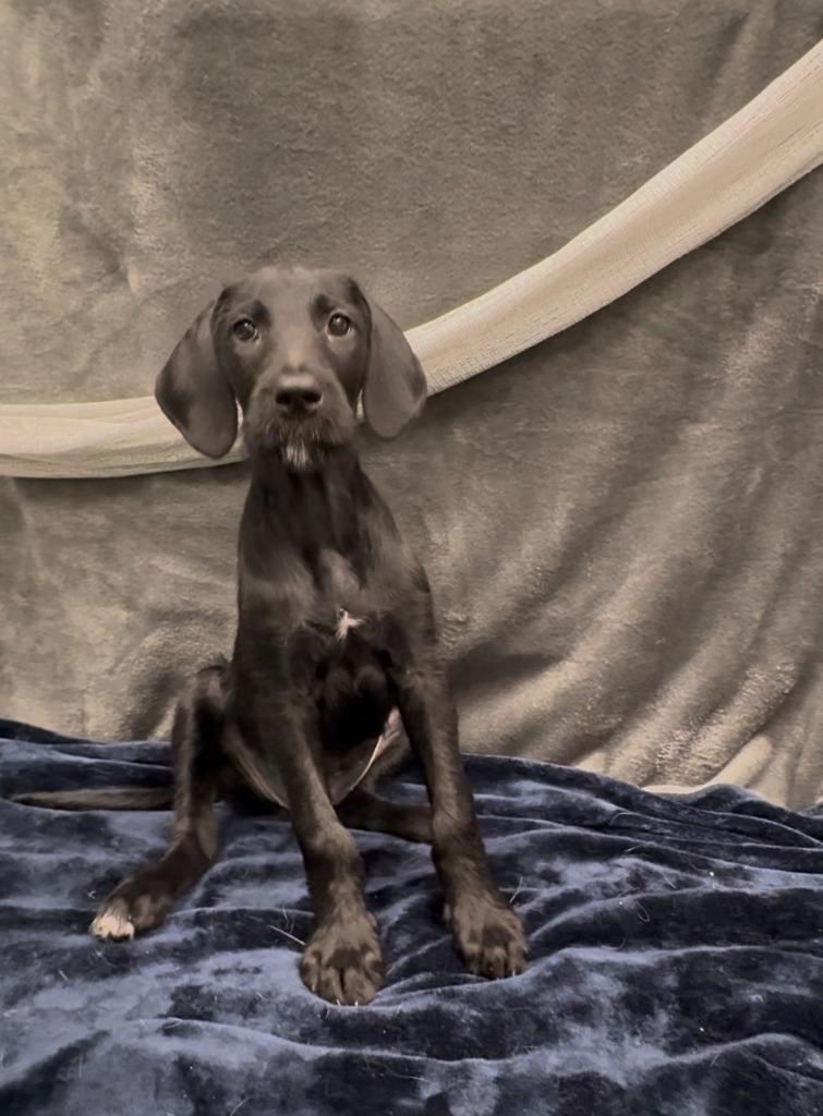 Enlarge Ginza, a Adoptable mixed breed in Phoenix, AZ image 2/4