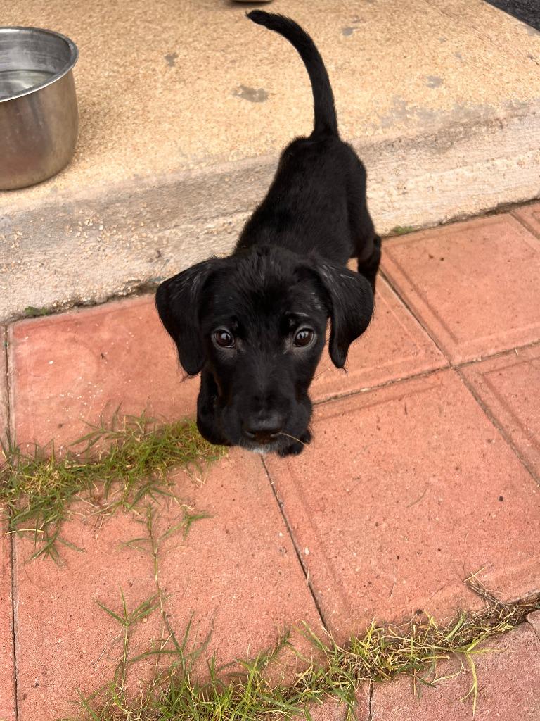 Enlarge Ginza, a Adoptable mixed breed in Phoenix, AZ image 3/4
