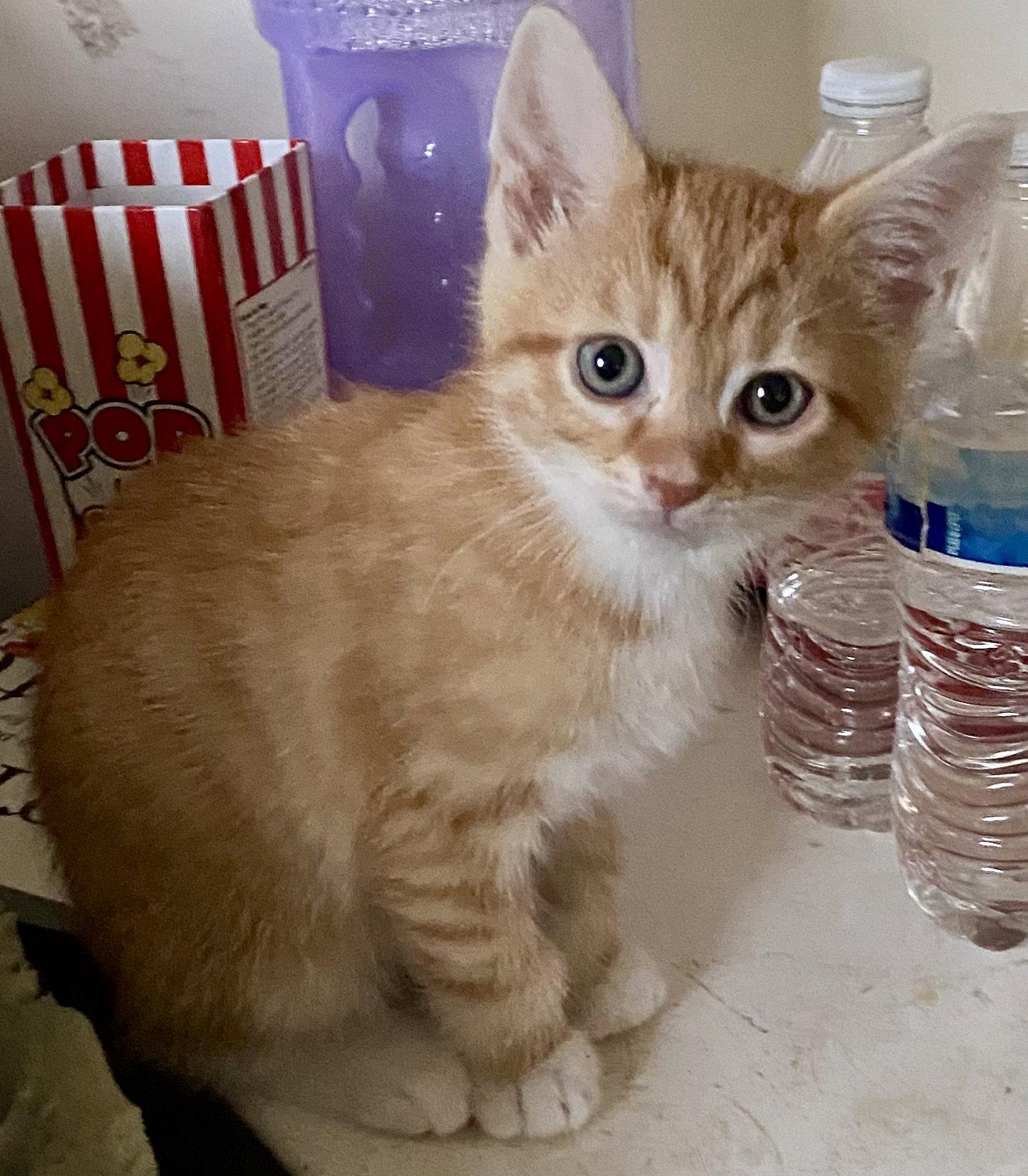 Enlarge Joey, a Adoptable Domestic Short Hair in Versailles, KY image 1/1