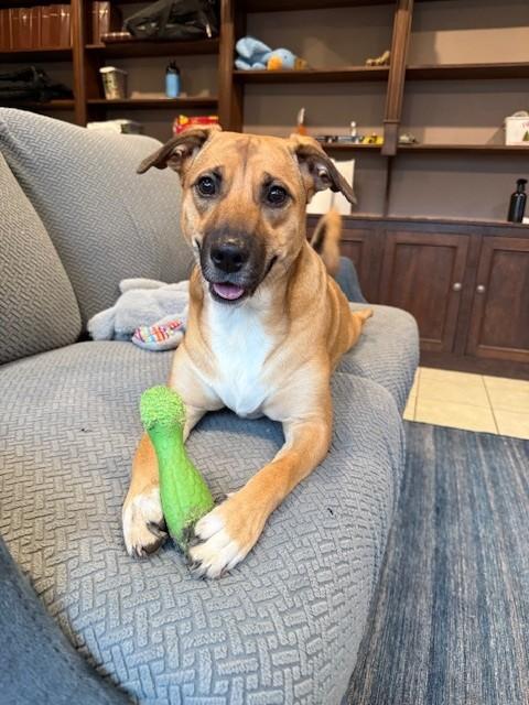 Antheia (Teya), a Adoptable mixed breed in Huntington, NY image 1/5