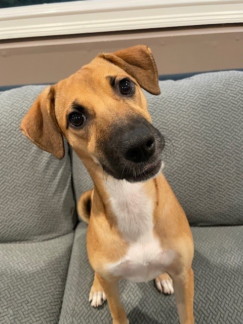 Antheia (Teya), a Adoptable mixed breed in Huntington, NY image 4/5