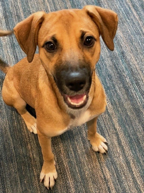 Antheia (Teya), a Adoptable mixed breed in Huntington, NY image 5/5