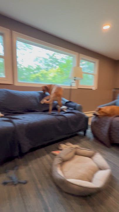 Enlarge Antheia (Teya), a Adoptable mixed breed in Huntington, NY video 2/5