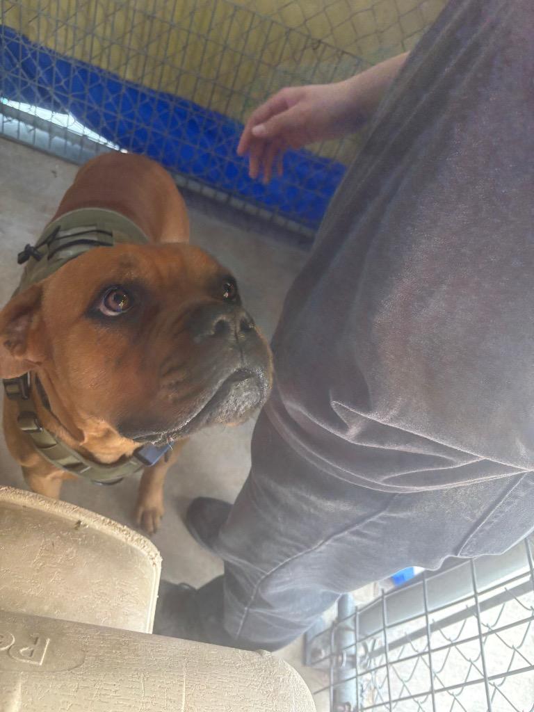 Brutus, Adoptable, Young Male Boxer & Mastiff.