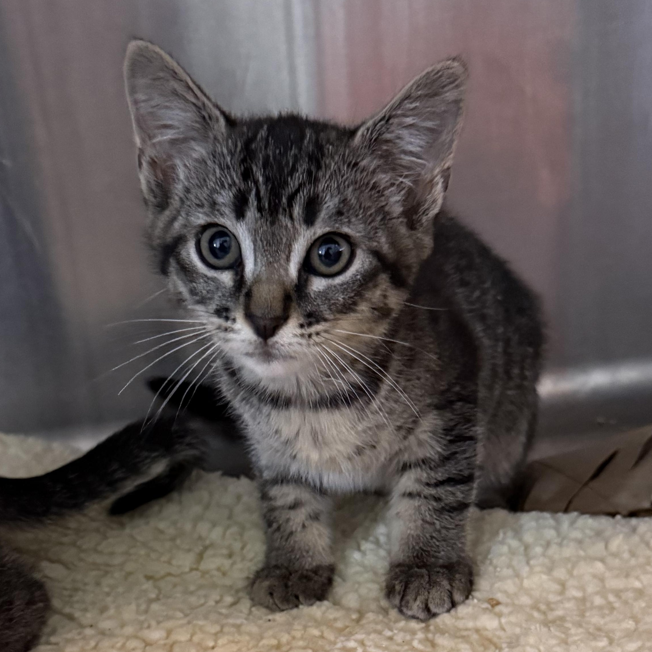 Enlarge Romeo, a Adoptable Domestic Short Hair in Parkland, FL image 1/1