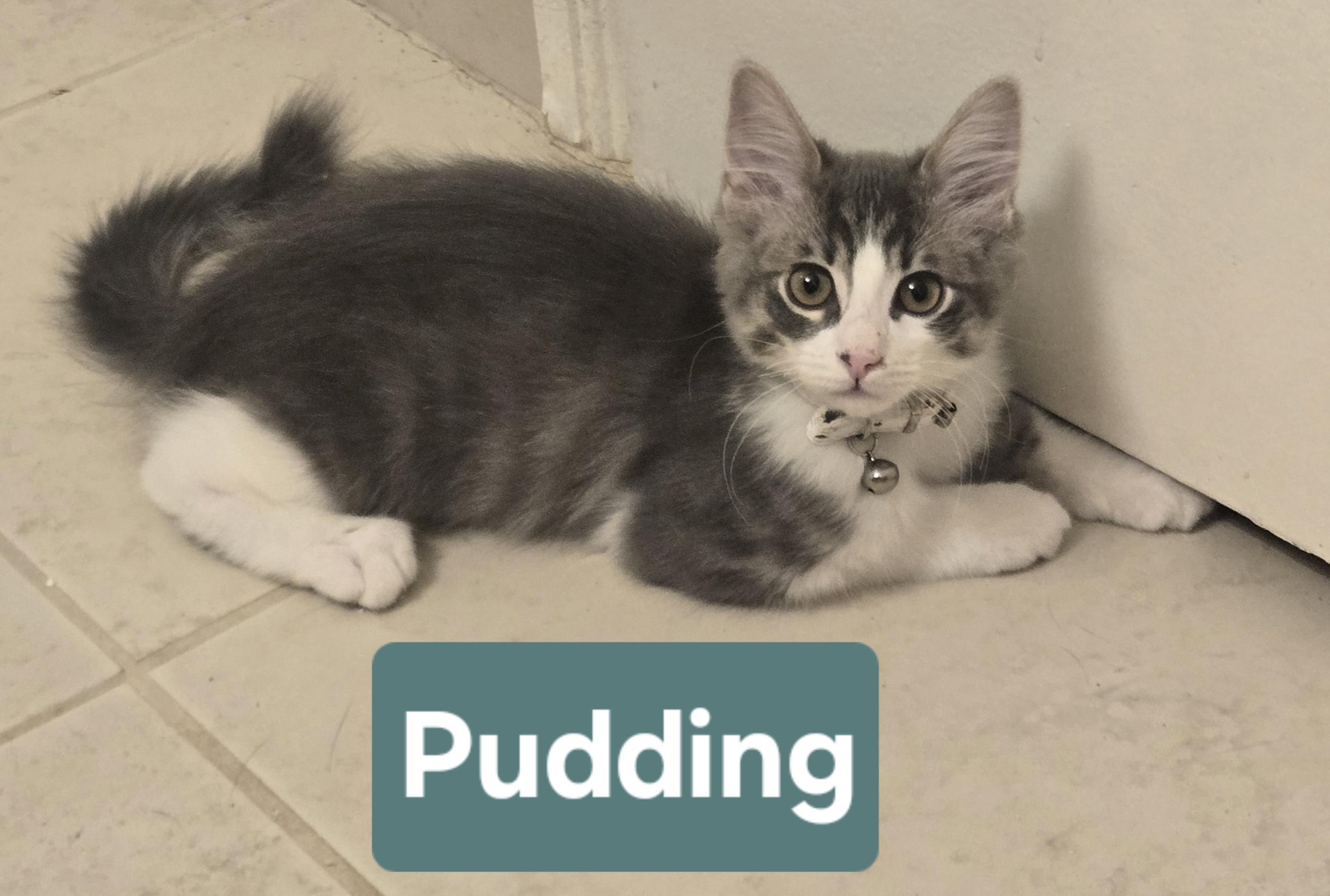 Enlarge Pudding and Oreo (Bonded Brothers), a Adoptable Domestic Medium Hair in Fullerton, CA image 1/1