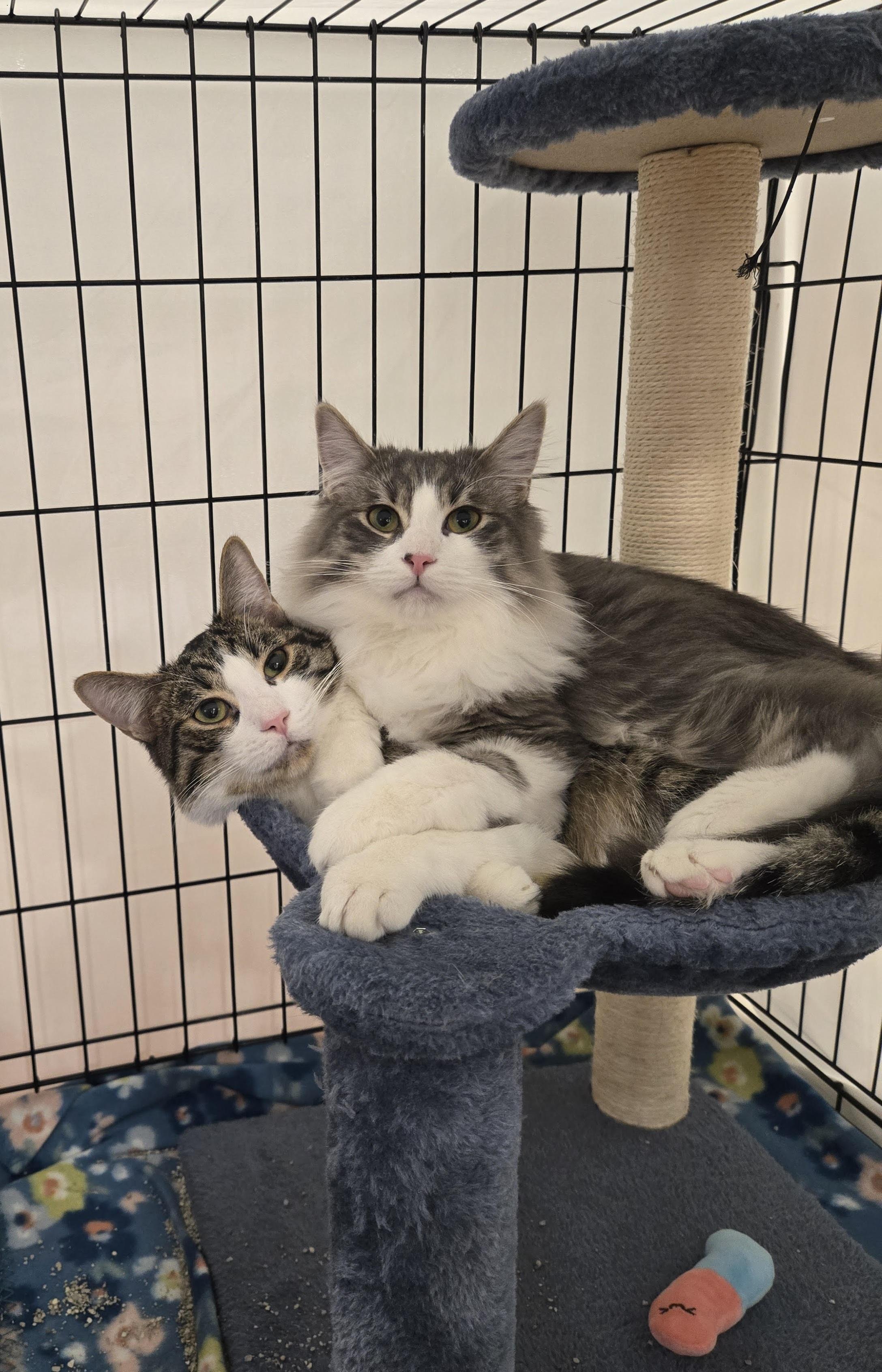Enlarge Pudding and Oreo (Bonded Brothers), an adopted Domestic Medium Hair in Fullerton, CA image 1/2