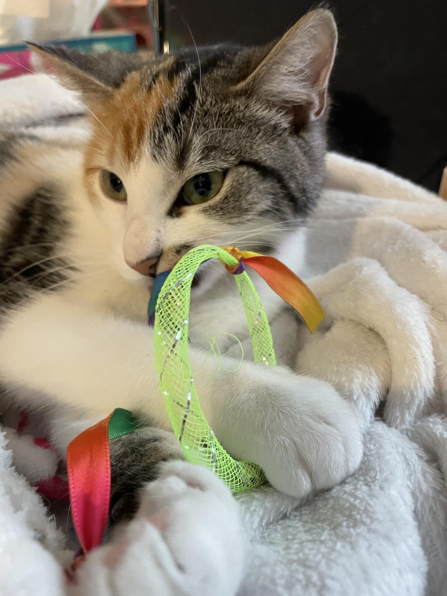 Holly, a ADOPTABLE Domestic Short Hair in Murfreesboro, TN image 3/5