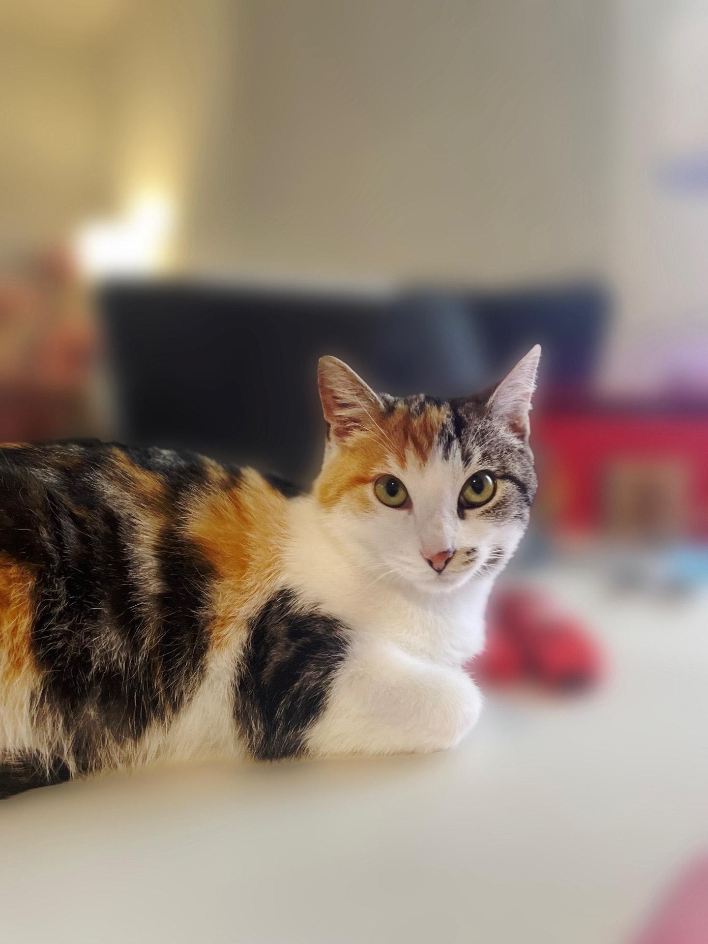 Holly, ADOPTABLE, Young Female Domestic Short Hair.