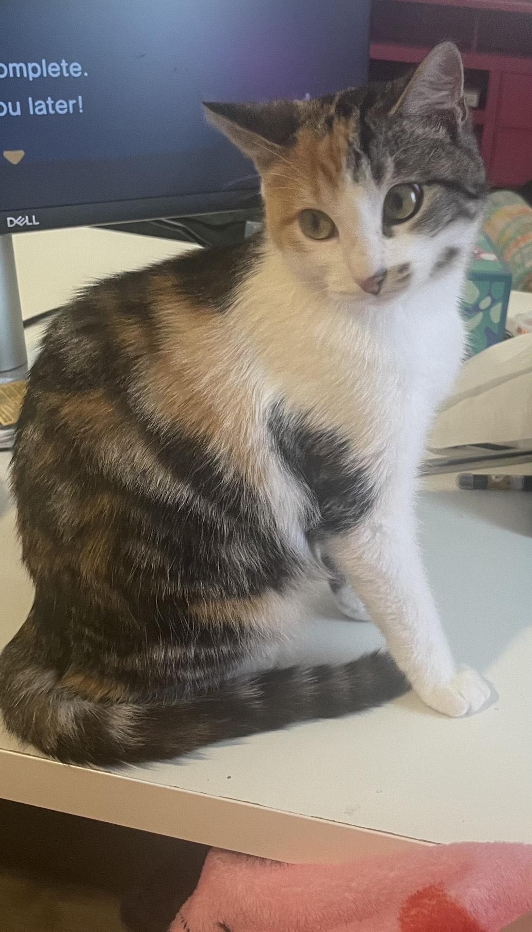 Holly, a ADOPTABLE Domestic Short Hair in Murfreesboro, TN image 4/5