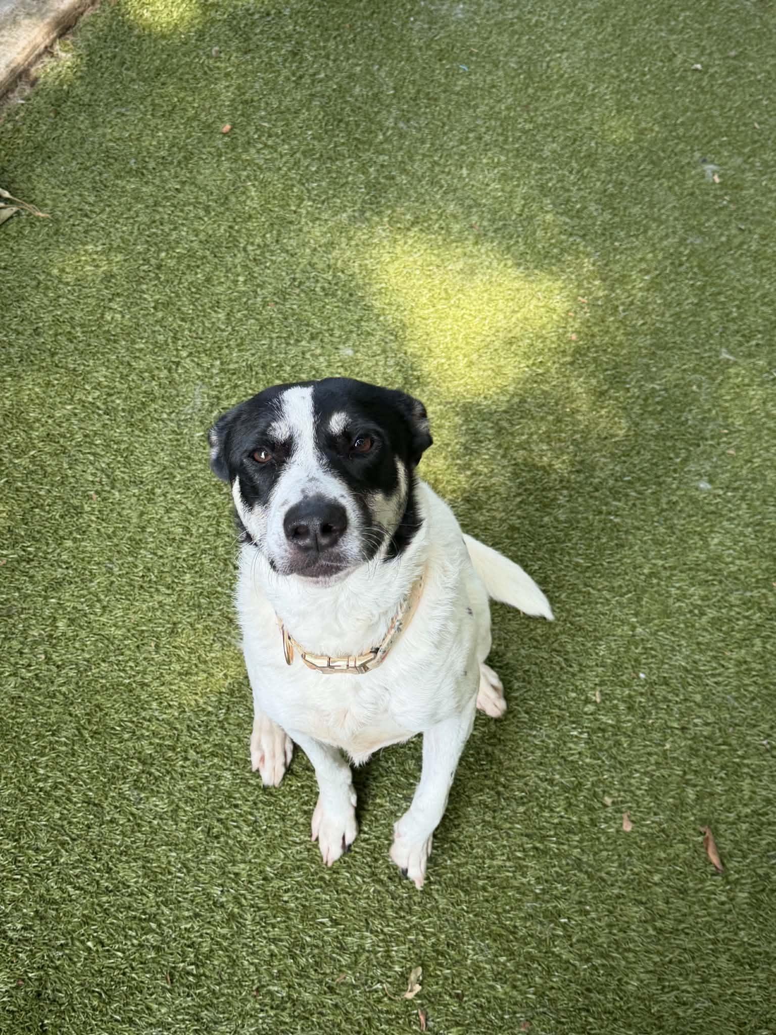 kaliop, ADOPTABLE, Adult Female Australian Cattle Dog / Blue Heeler & Mixed Breed.