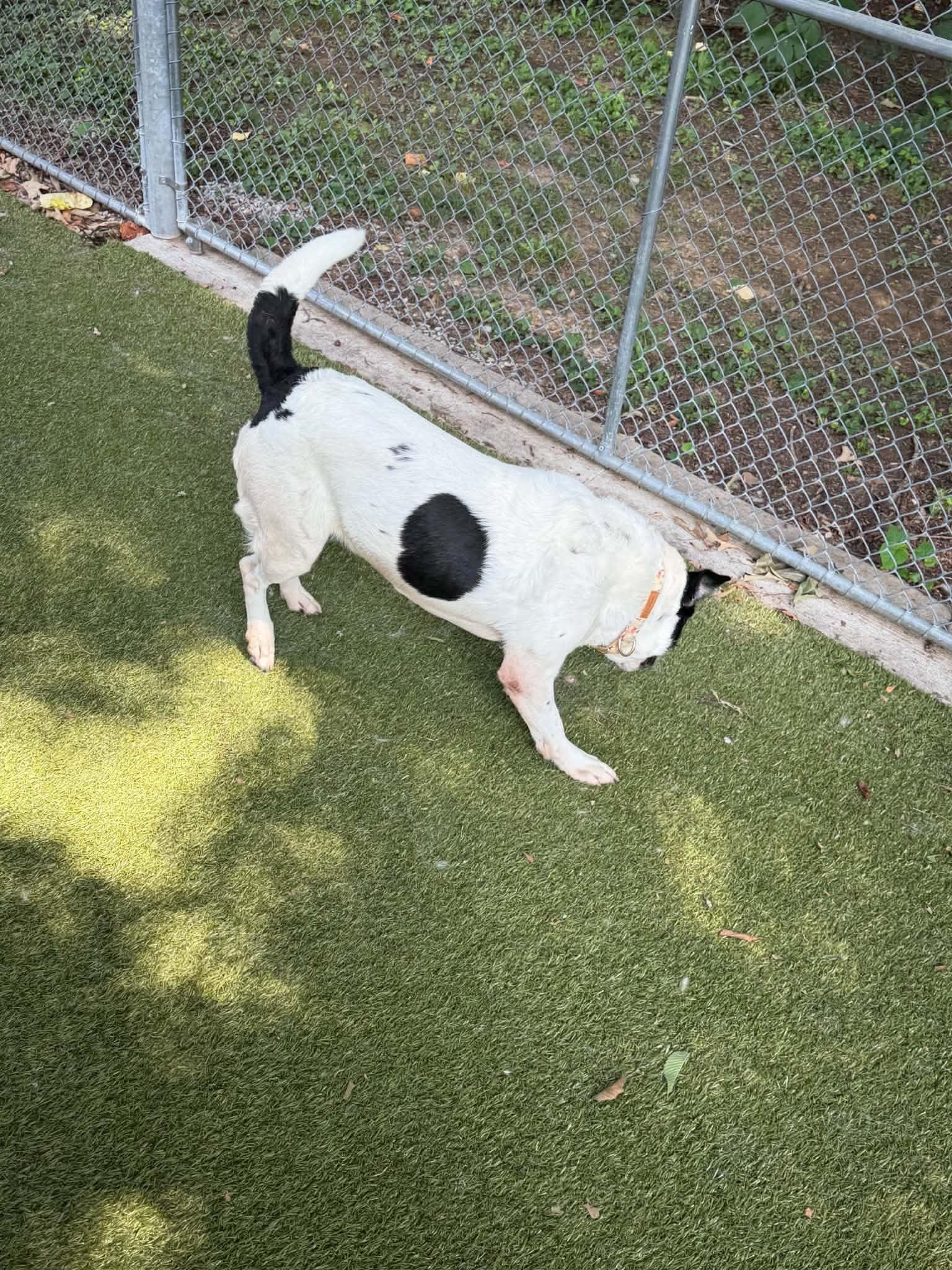 Enlarge kaliop, a ADOPTABLE mixed breed in Germantown, TN image 2/4