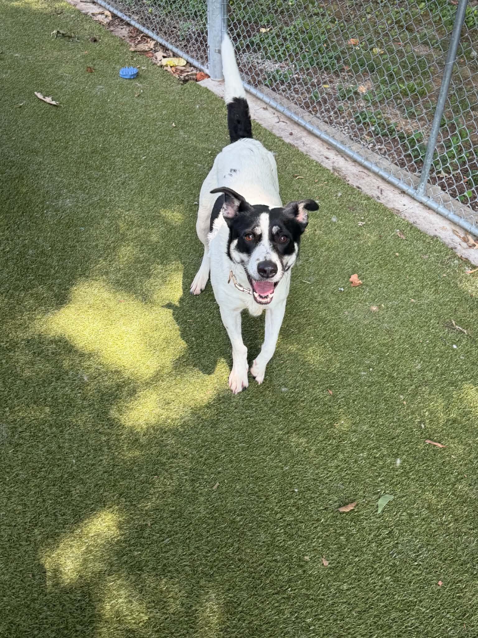 Enlarge kaliop, a ADOPTABLE mixed breed in Germantown, TN image 4/4