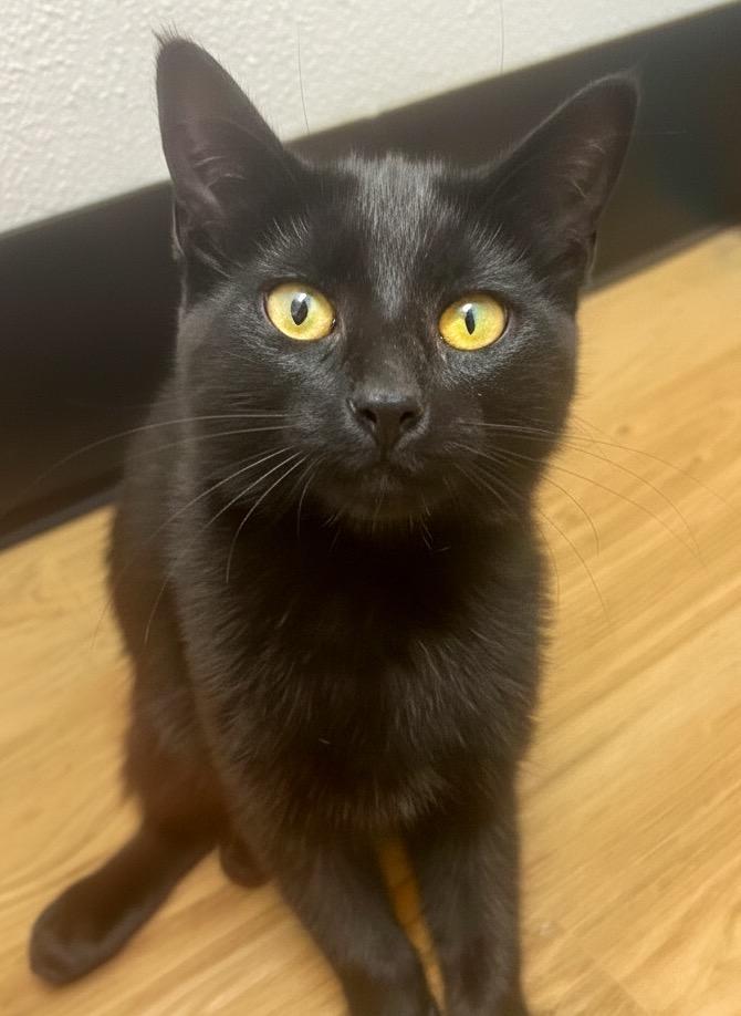 Enlarge Moon, a Adoptable Domestic Short Hair in Vashon, WA image 1/1