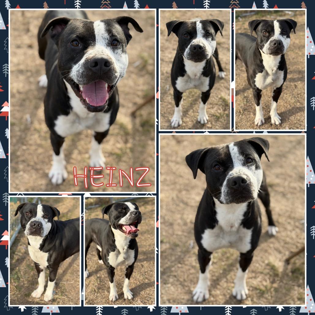 Heinz, Adoptable, Adult Male Pit Bull Terrier & Mixed Breed.