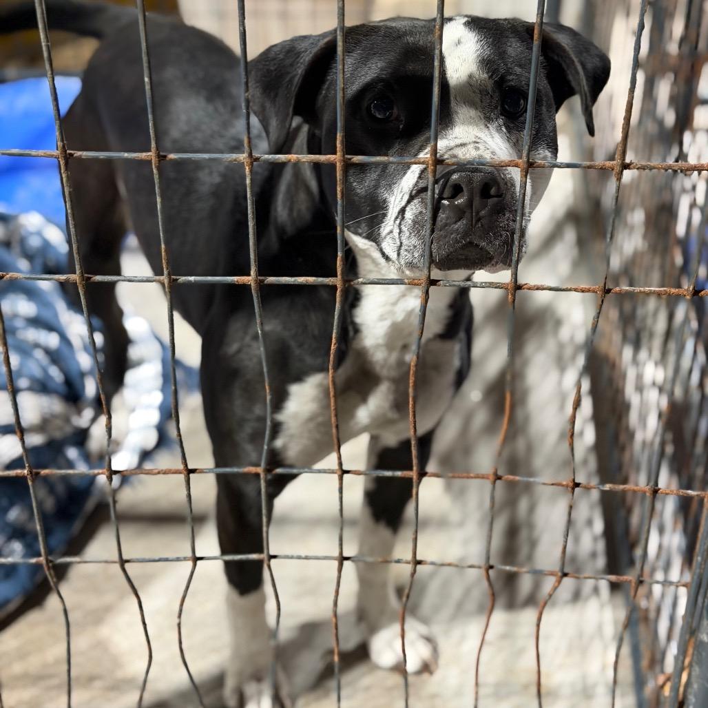 Heinz, a Adoptable mixed breed in Fort Smith, AR image 2/2