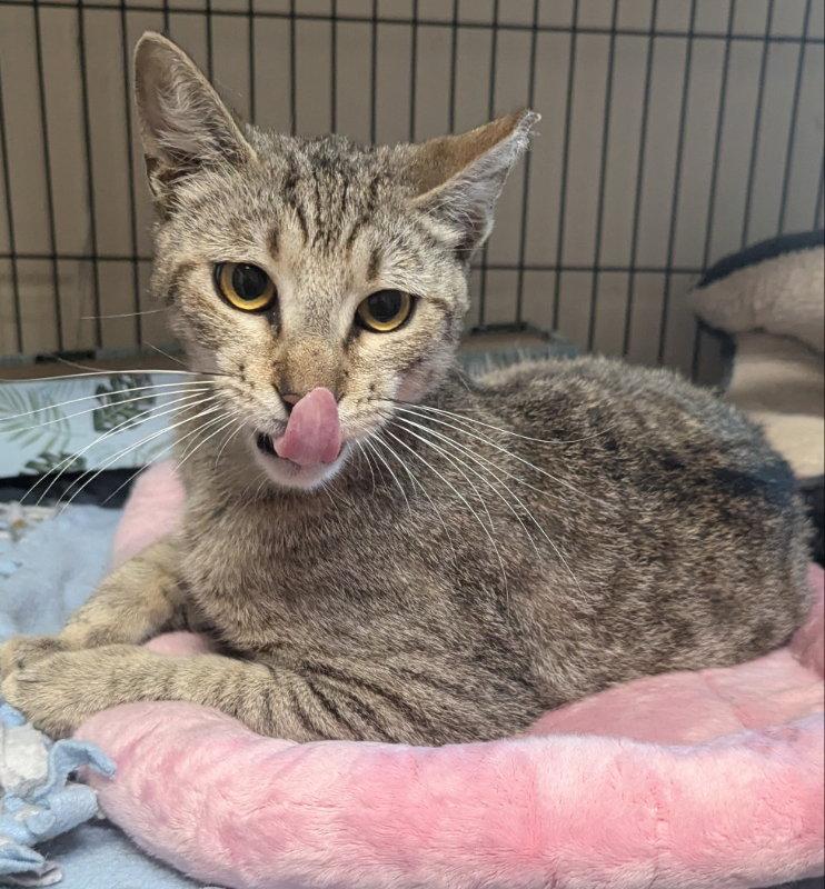 Enlarge Kalahari, a Adopted Tabby in Ocala, FL image 1/3
