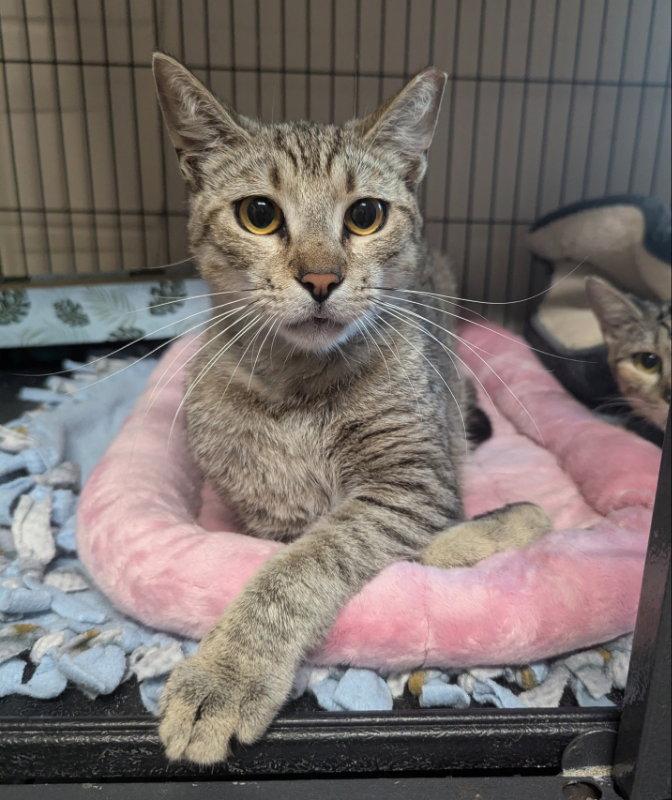 Enlarge Kalahari, a Adopted Tabby in Ocala, FL image 2/3