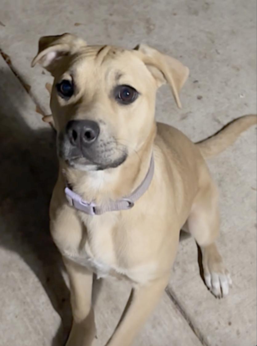 Enlarge Mia, a Adoptable Black Mouth Cur in Atlanta, GA image 4/6