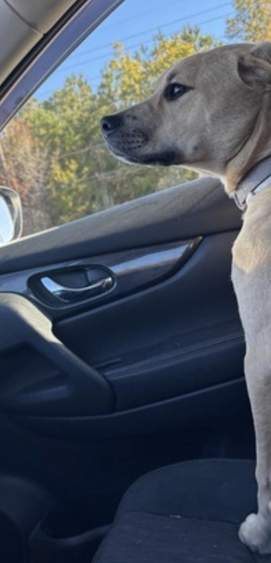 Enlarge Mia, a Adoptable Black Mouth Cur in Atlanta, GA image 5/6