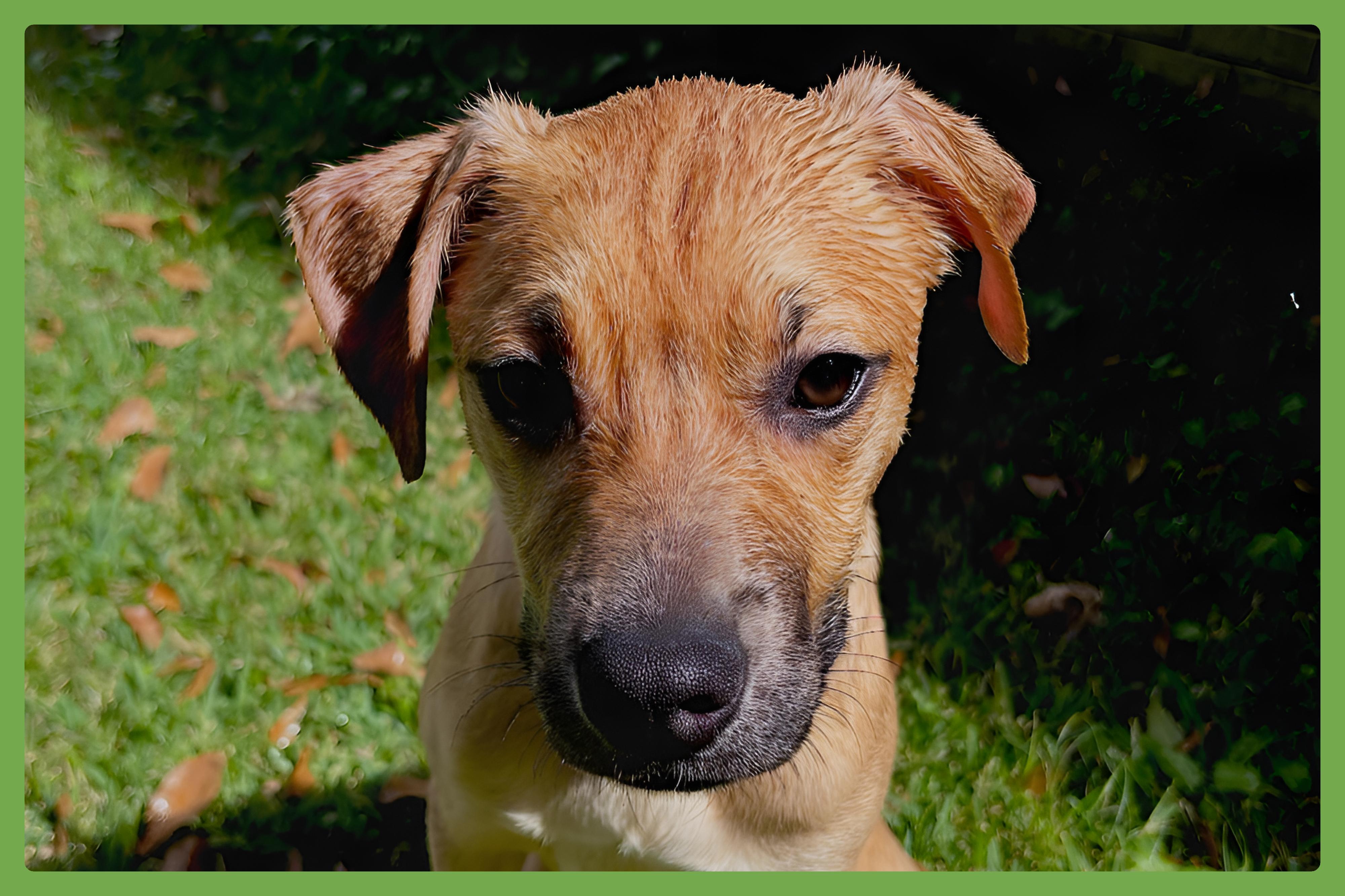 Enlarge Mia, a Adoptable Black Mouth Cur in Atlanta, GA image 1/6