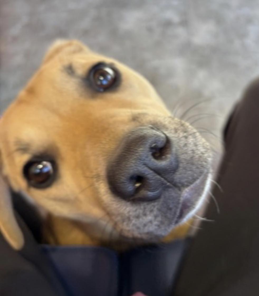 Enlarge Mia, a Adoptable Black Mouth Cur in Atlanta, GA image 3/6