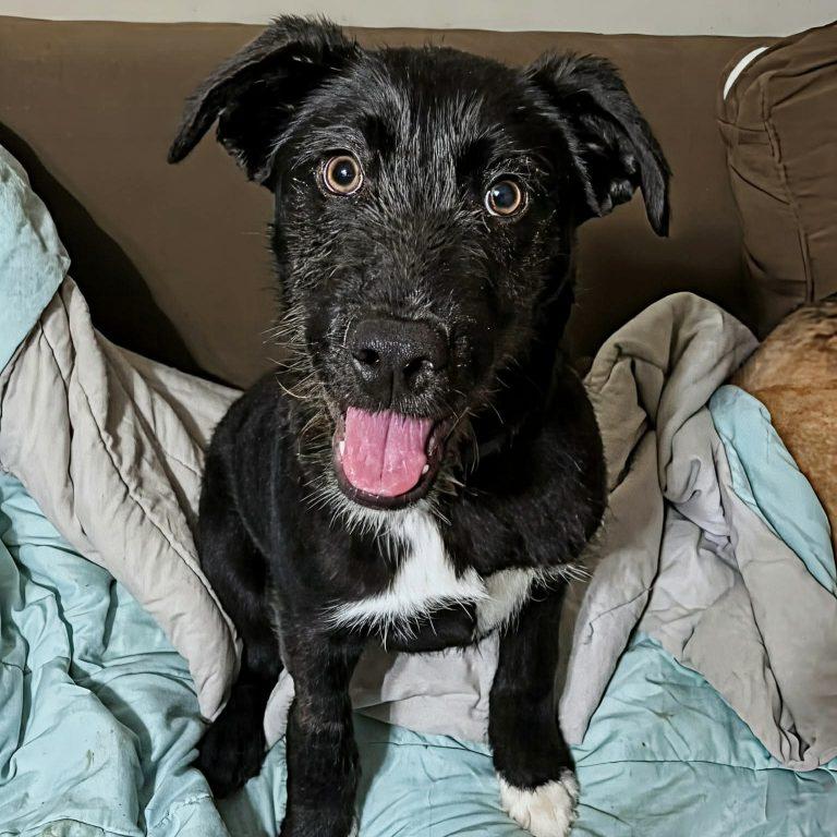 Lance, Adoptable, Puppy Male Labrador Retriever & Terrier.