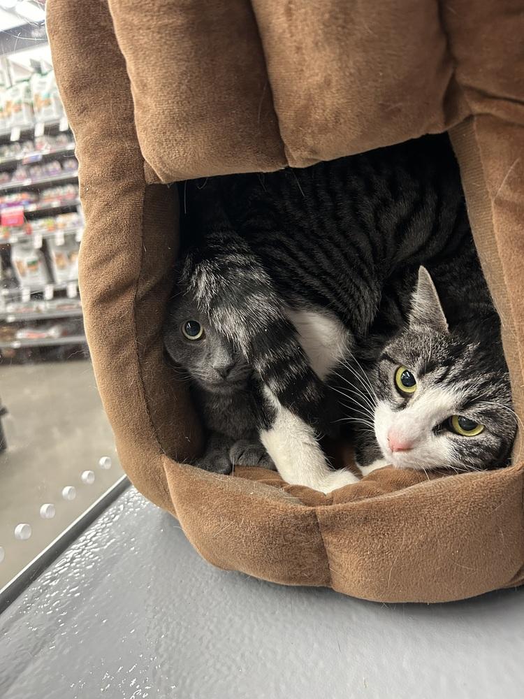 Enlarge Asher, a Adoptable Domestic Short Hair in East hartford, CT image 1/1