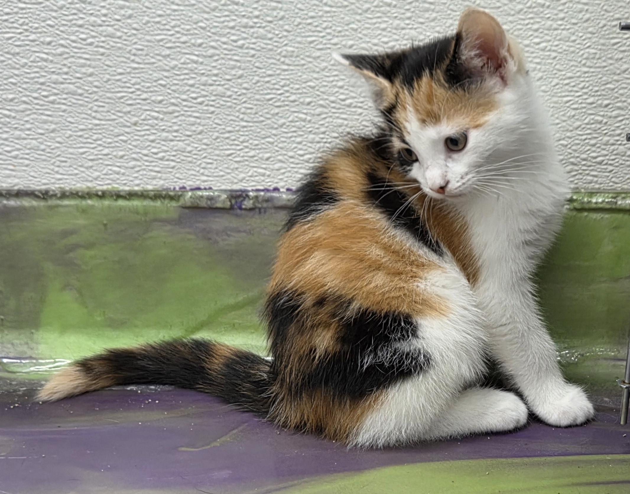 Enlarge Chelsie, a Adoptable Calico in Anna, IL image 4/4