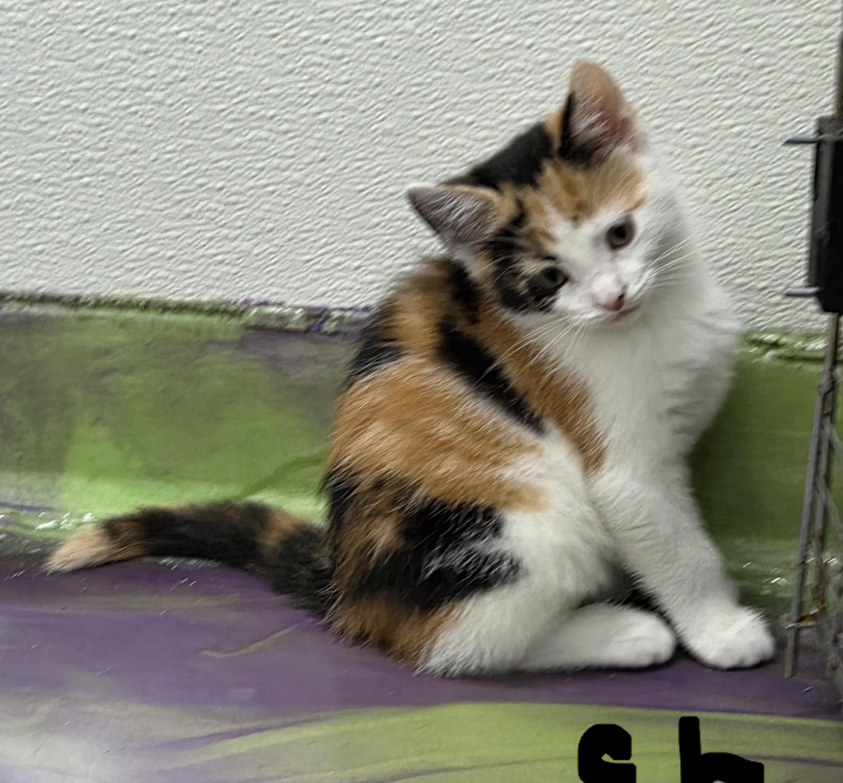 Enlarge Chelsie, a Adoptable Calico in Anna, IL image 2/4