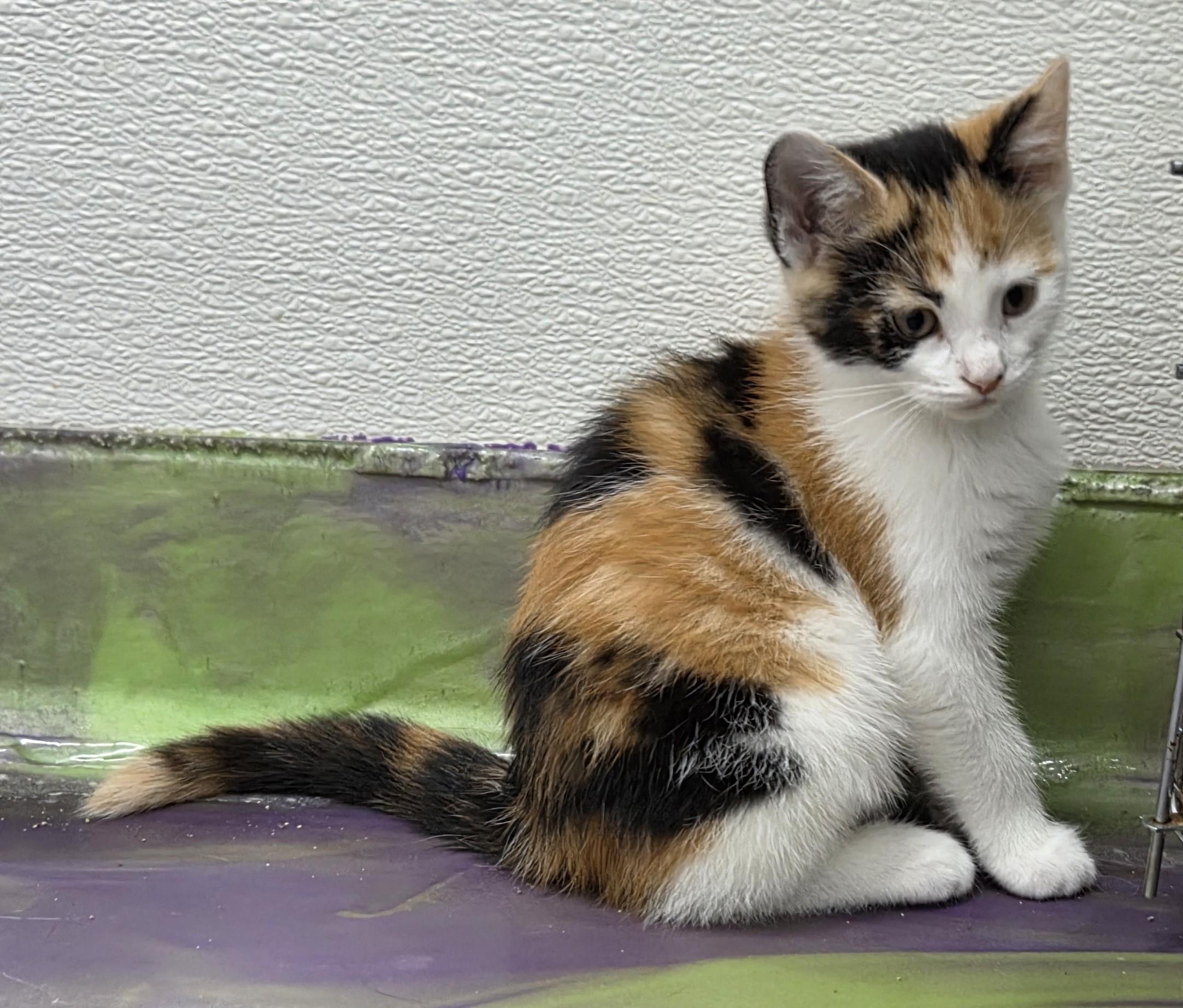 Enlarge Chelsie, a Adoptable Calico in Anna, IL image 3/4