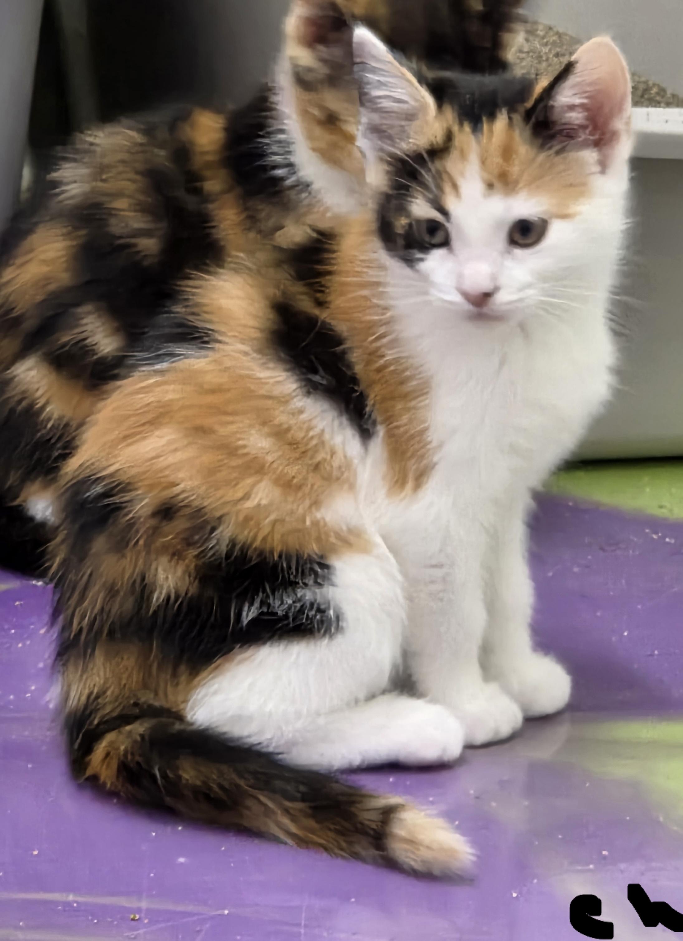 Chelsie, Adoptable, Kitten Female Calico.