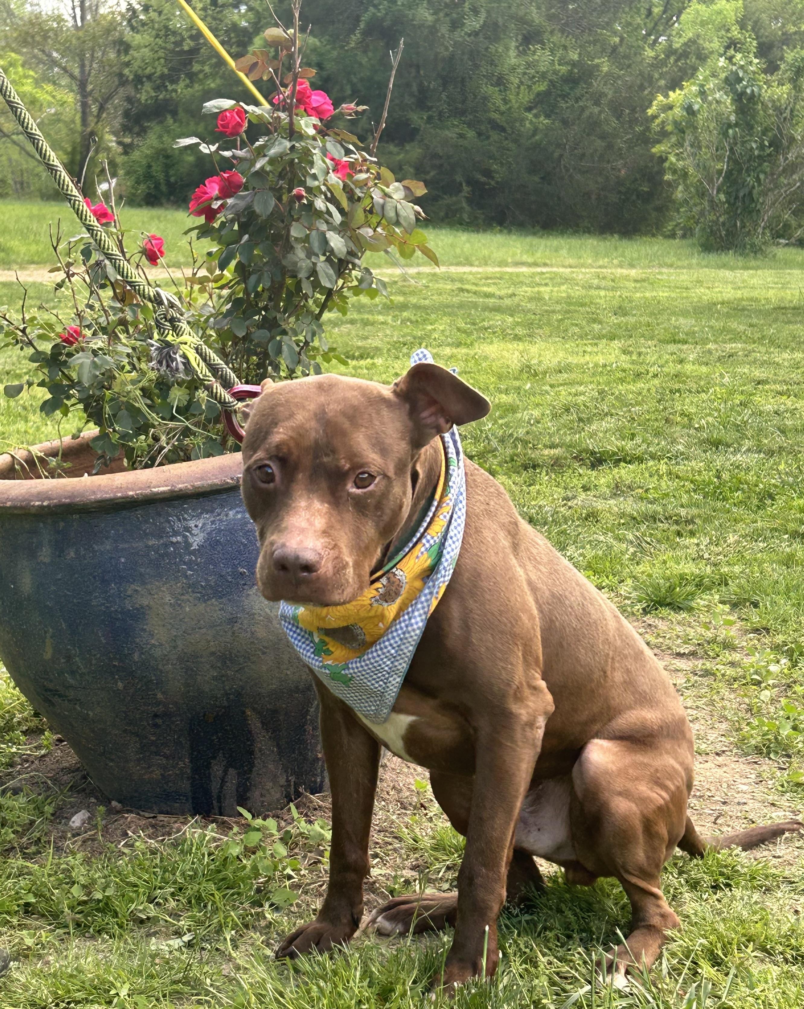 Enlarge Tre, a Adoptable mixed breed in Scottsville, KY image 1/6