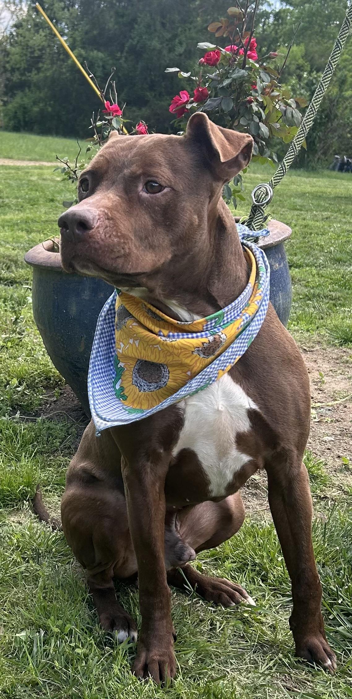 Enlarge Tre, a Adoptable mixed breed in Scottsville, KY image 2/6