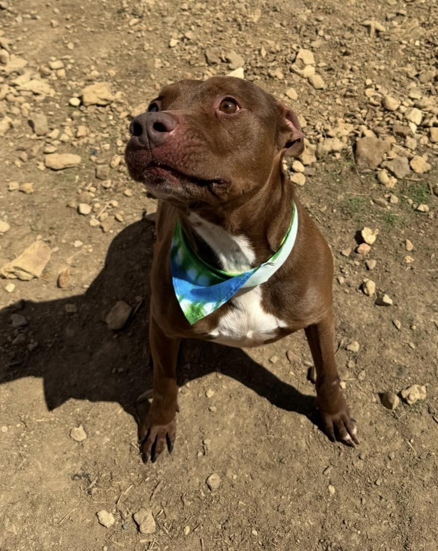 Enlarge Tre, a Adoptable mixed breed in Scottsville, KY image 5/5