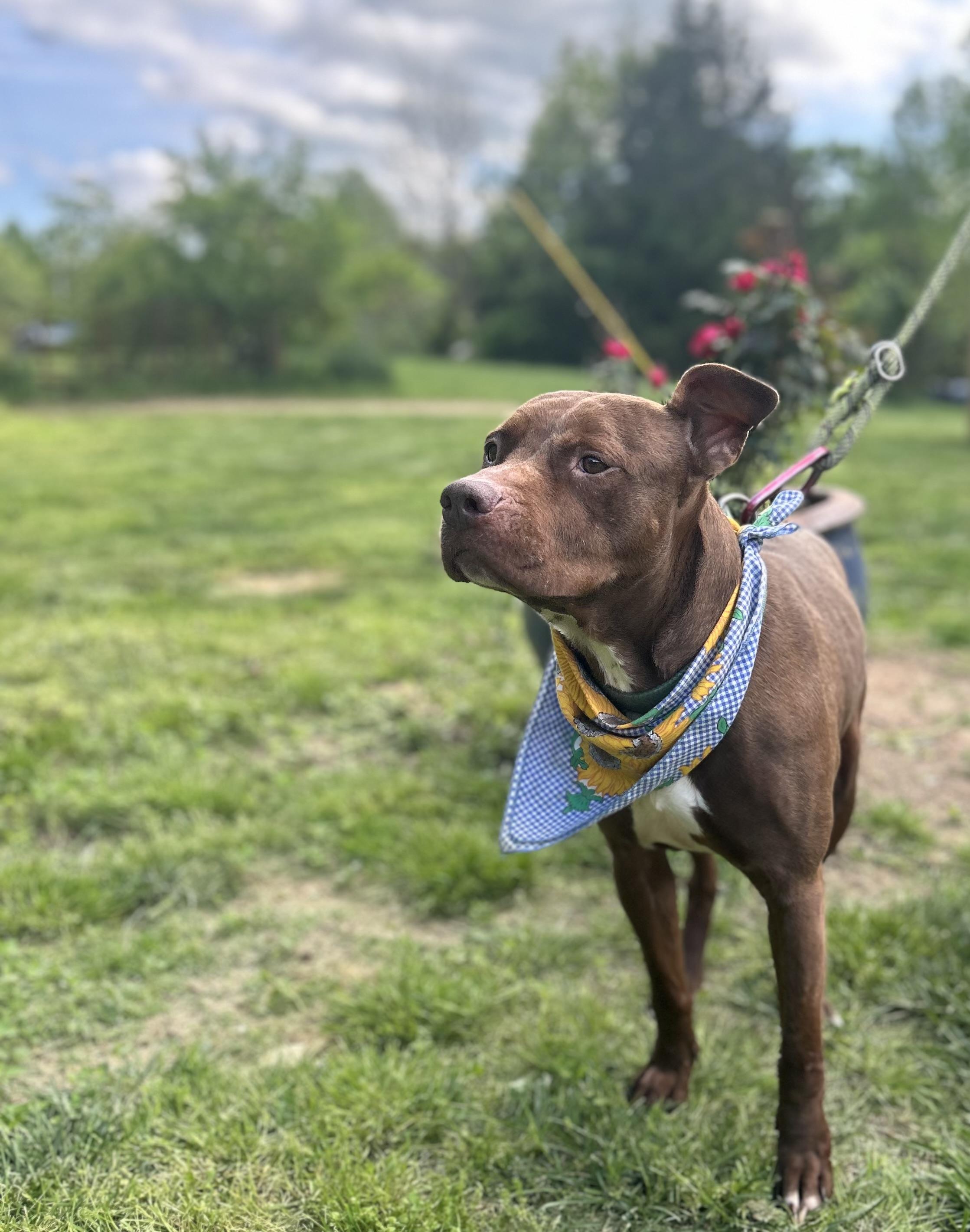 Enlarge Tre, a Adoptable mixed breed in Scottsville, KY image 3/6