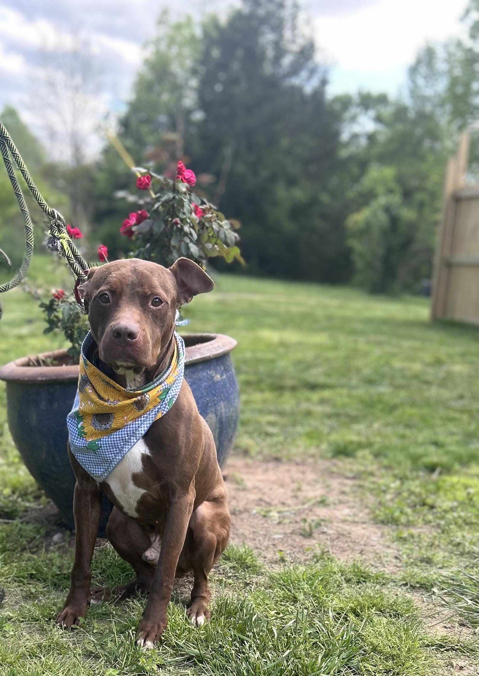 Enlarge Tre, a Adoptable mixed breed in Scottsville, KY image 4/6