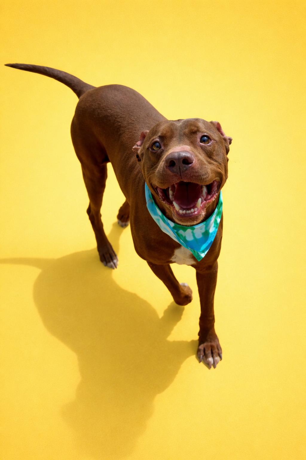 Enlarge Tre, a Adoptable mixed breed in Scottsville, KY image 1/5