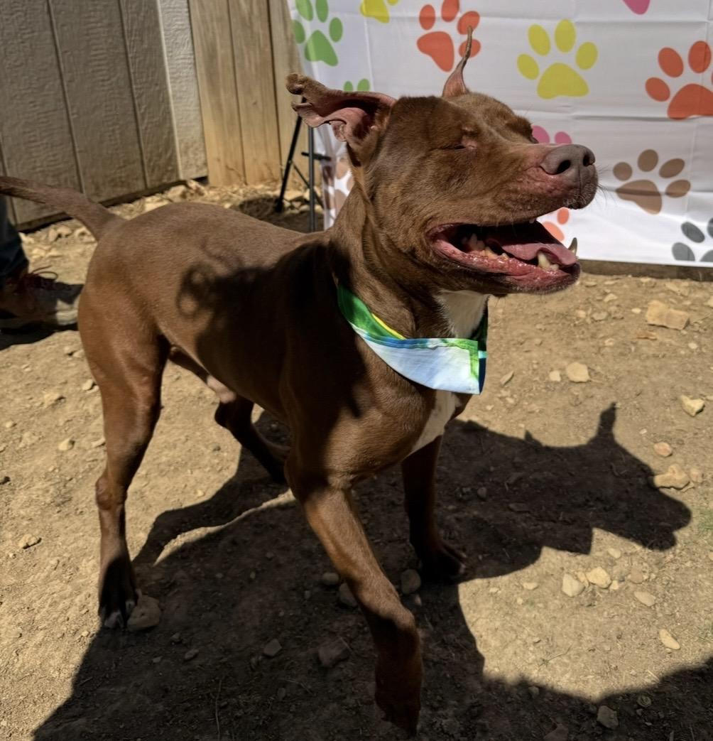 Enlarge Tre, a Adoptable mixed breed in Scottsville, KY image 3/5