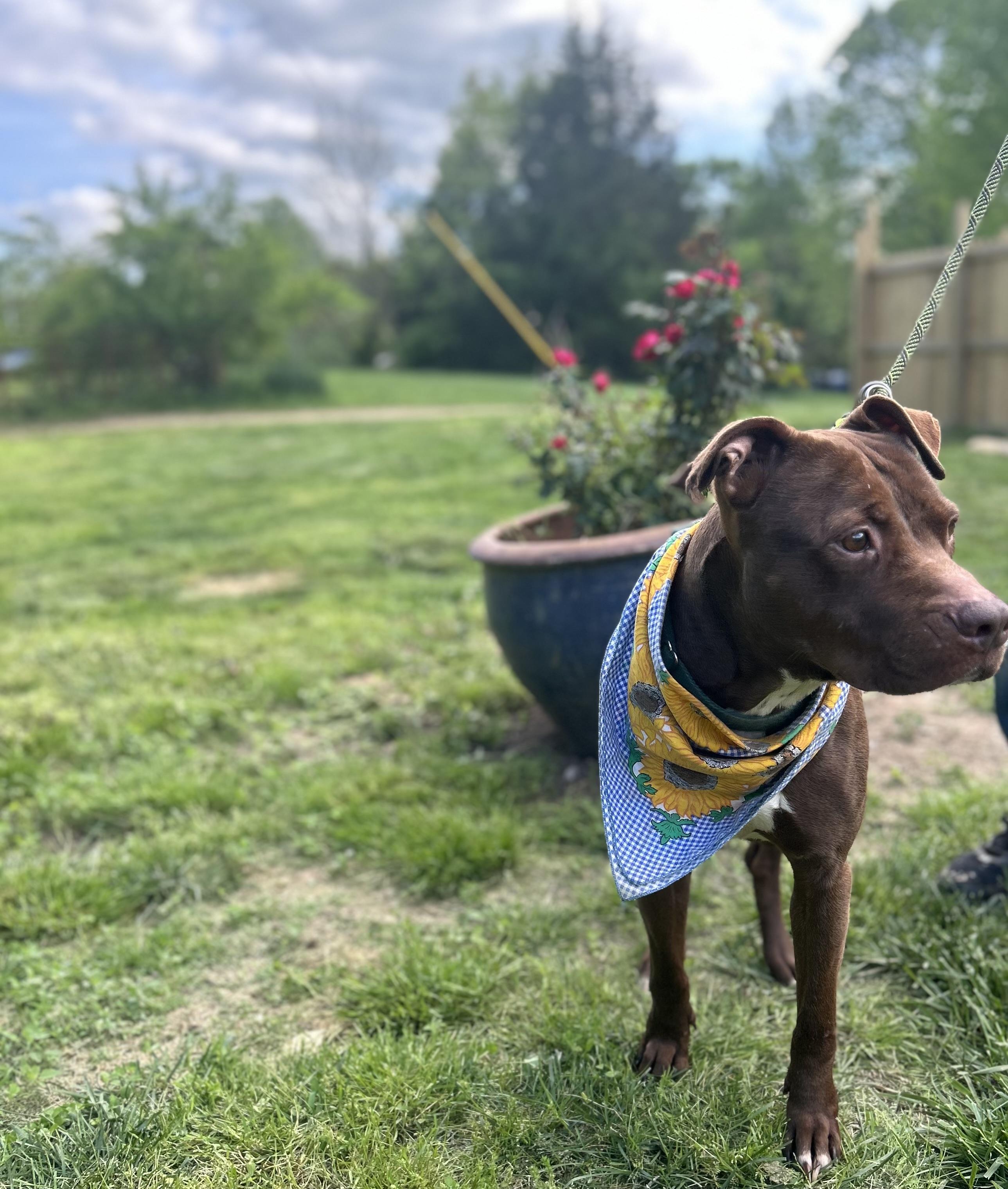Enlarge Tre, a Adoptable mixed breed in Scottsville, KY image 5/6