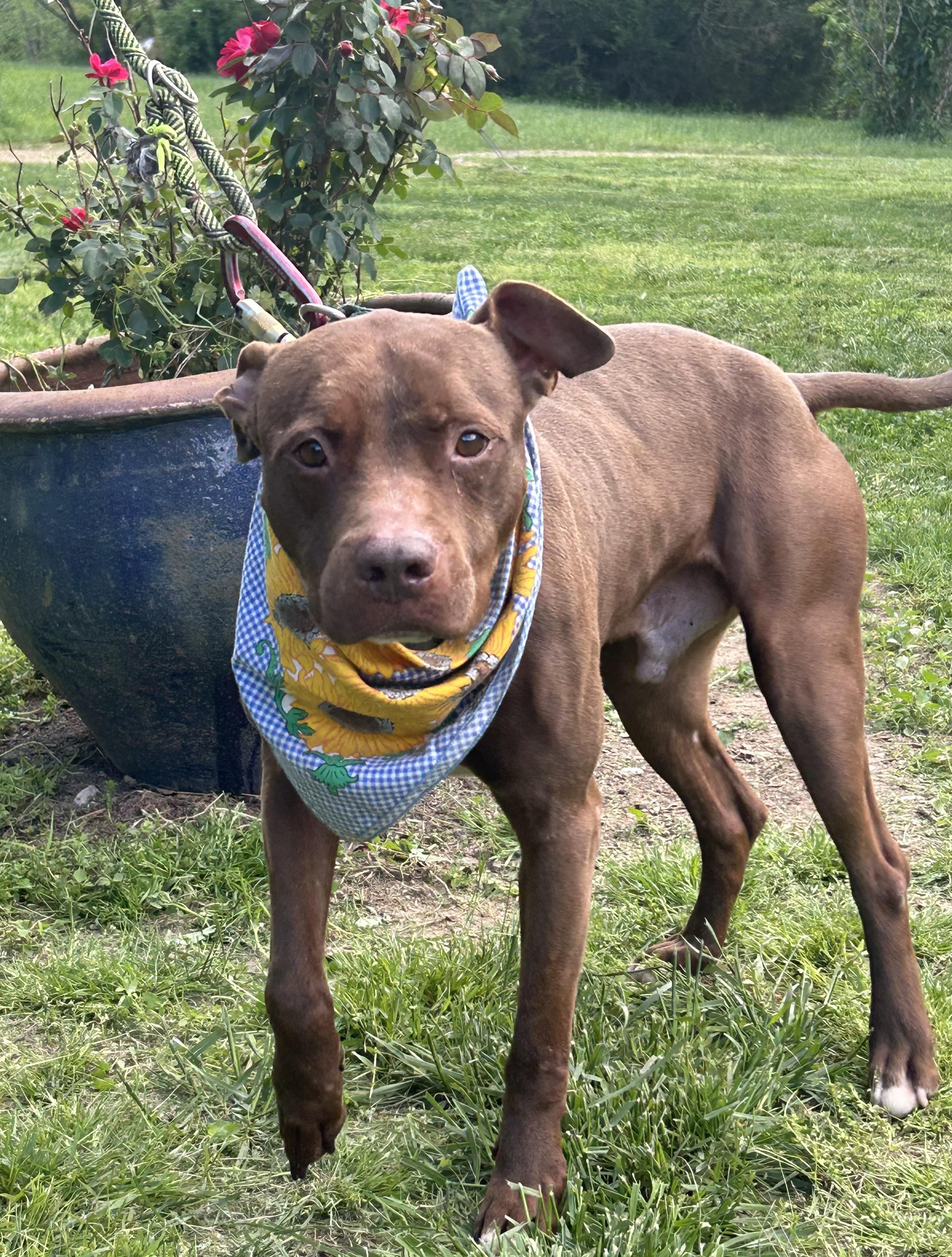 Enlarge Tre, a Adoptable mixed breed in Scottsville, KY image 6/6