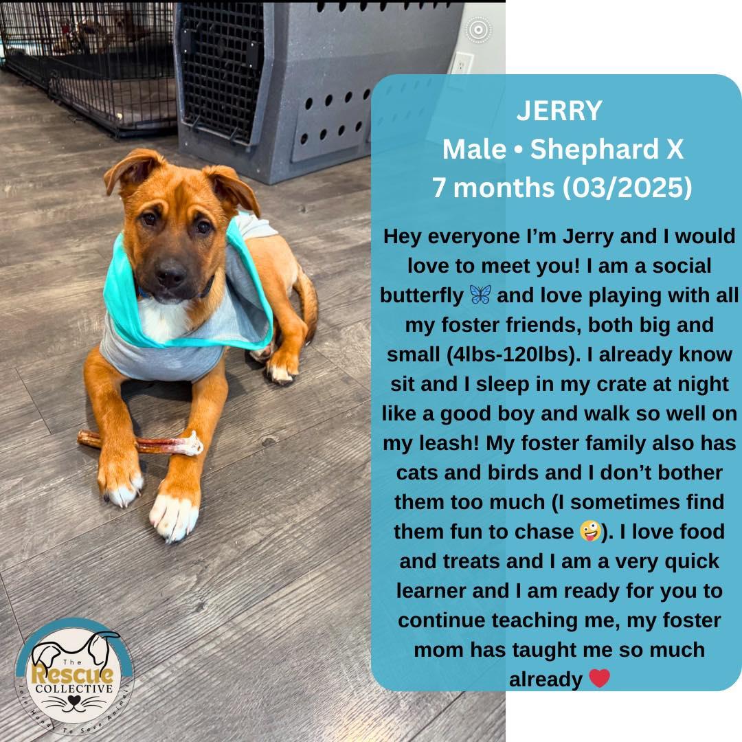 Jerry, Young Male Shepherd