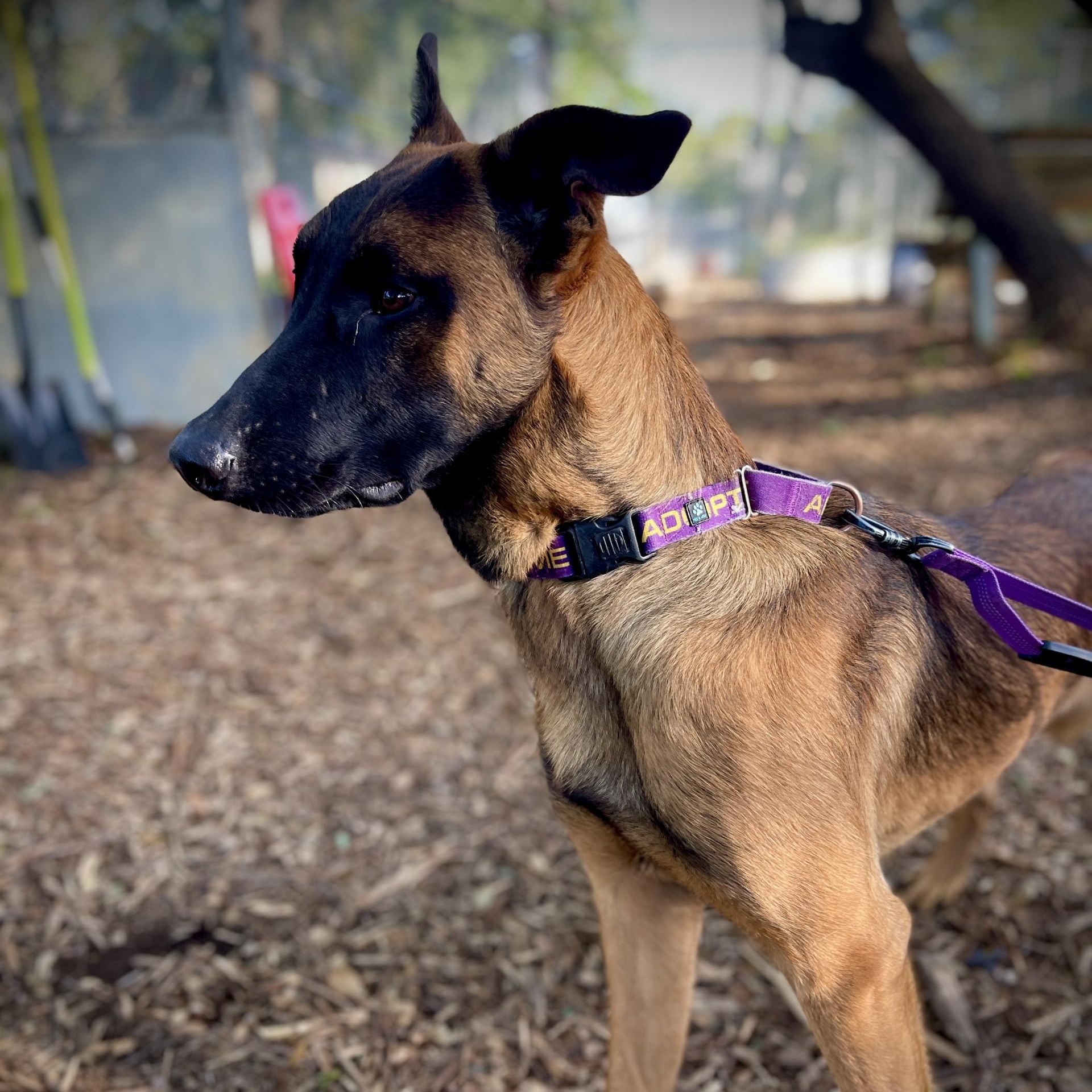 Enlarge Duke, an adoptable mixed breed in San Andreas, CA image 3/3