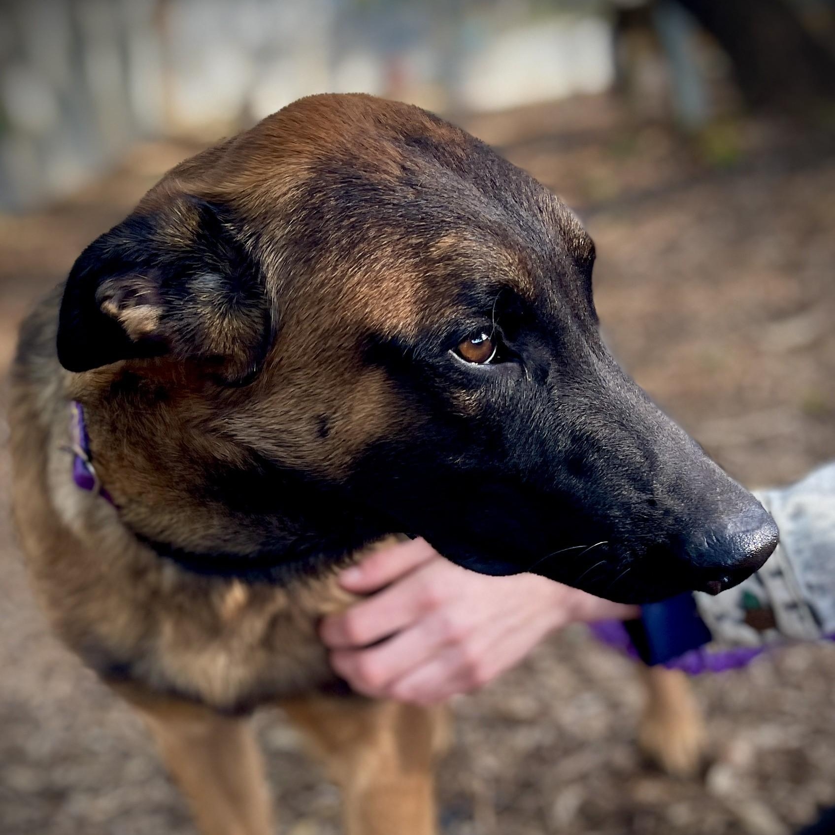 Enlarge Duke, an adoptable mixed breed in San Andreas, CA image 2/3