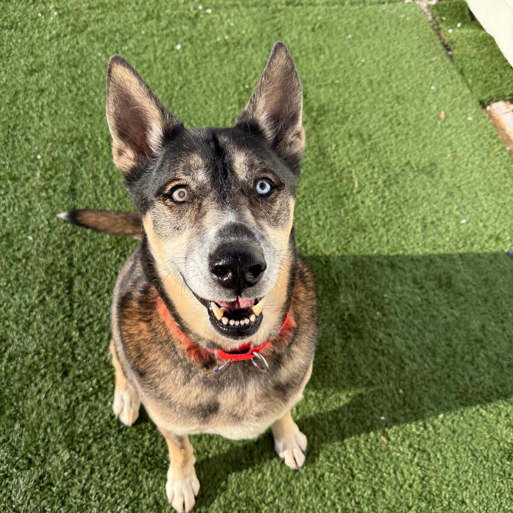 Enlarge Smokey, a Adoptable Mixed Breed in Naperville, IL image 1/5